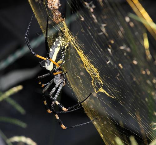 banded-legged golden orb-web spider