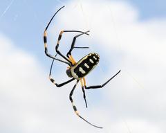 Trichonephila senegalensis