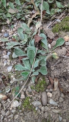 Antennaria parlinii fallax