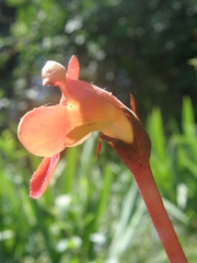 Phelypaea coccinea