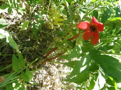 Phelypaea coccinea
