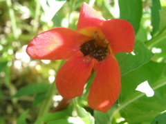 Phelypaea coccinea