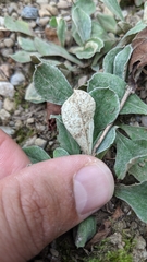 Antennaria parlinii fallax