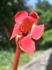 Phelypaea coccinea