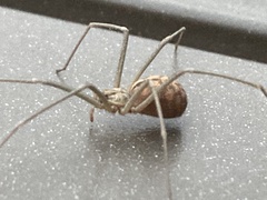 Loxosceles simillima