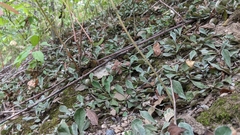 Antennaria parlinii fallax