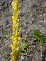 Disa chrysostachya