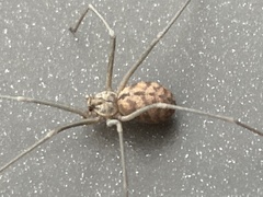 Loxosceles simillima