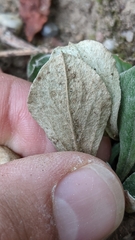 Antennaria parlinii fallax