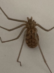 Loxosceles simillima