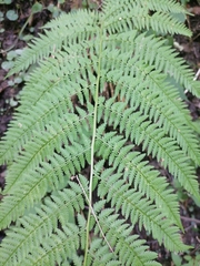 Athyrium filix-femina