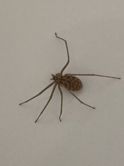 Loxosceles simillima