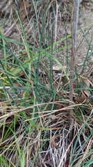Festuca trachyphylla