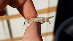 Oedipoda germanica meridionalis