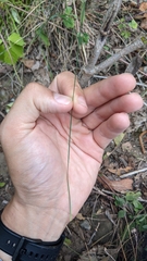 Festuca trachyphylla