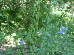 Delphinium schmalhausenii
