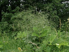 Crambe cordifolia