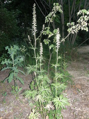 Delphinium schmalhausenii