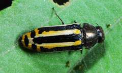 Acmaeodera grata grata
