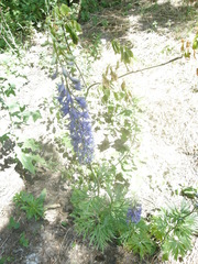 Delphinium schmalhausenii
