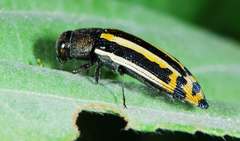 Acmaeodera grata grata