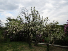 Xanthoceras sorbifolium