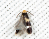 Stigmella Rhamnella Group - Photo (c) Tom Murray, some rights reserved (CC BY-NC), uploaded by Tom Murray