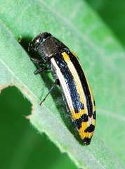Acmaeodera grata grata