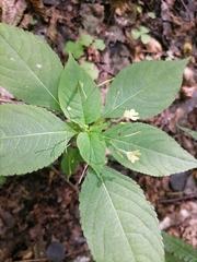 Impatiens parviflora