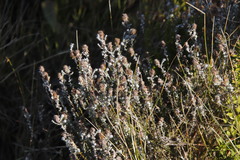 Seriphium cinereum