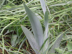 Iris pallida