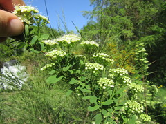 Spiraea media