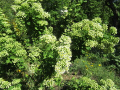 Spiraea media