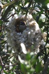 Anthoscopus minutus gigi