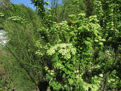 Spiraea media