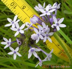 Pentanisia prunelloides prunelloides