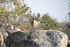 Oreotragus oreotragus transvaalensis