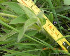 Pentanisia prunelloides prunelloides