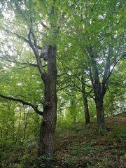 Quercus robur