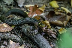 Zamenis longissimus