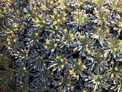 Anthacanthae