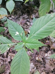 Impatiens parviflora