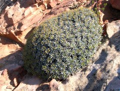 Anthacanthae