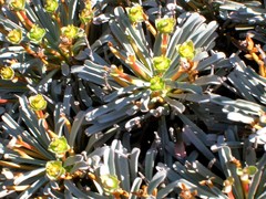 Anthacanthae