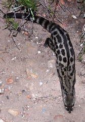 Genetta tigrina tigrina
