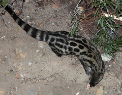 Genetta tigrina tigrina