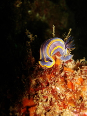 Felimare fontandraui