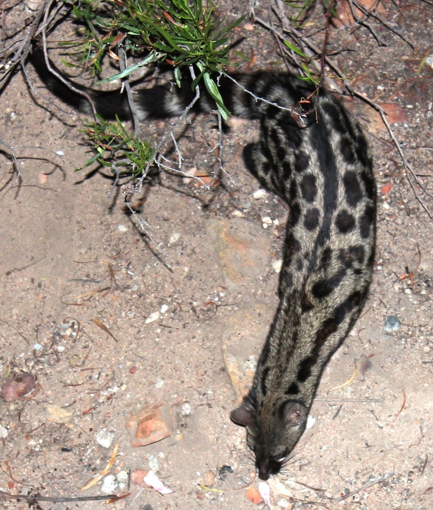 Cape Genet