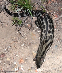 Genetta tigrina tigrina