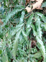 Salpichlaena volubilis